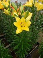 [5587 VH17 Linosa No01.JPG]